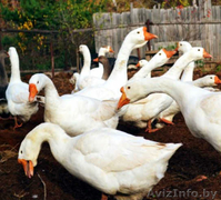Продам гусят линдовской породы - Изображение #2, Объявление #1248039