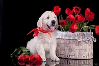 Золотистый (голден) ретривер щенки - Изображение #1, Объявление #1291953