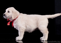 Золотистый (голден) ретривер щенки - Изображение #2, Объявление #1291953