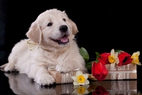 Золотистый (голден) ретривер щенки - Изображение #3, Объявление #1291953