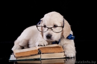 Золотистый (голден) ретривер щенки - Изображение #4, Объявление #1291953