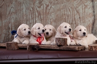 Золотистый (голден) ретривер щенки - Изображение #5, Объявление #1291953