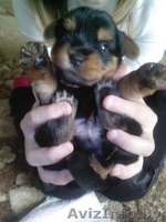 Щенки йоркширского терьер - Изображение #2, Объявление #1342696
