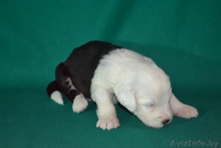 бобтейлы в Витебске - Изображение #3, Объявление #1335902