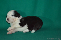 бобтейлы в Витебске - Изображение #4, Объявление #1335902