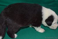 бобтейлы в Витебске - Изображение #8, Объявление #1335902