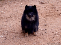 Малый шпиц черно-подпалого окраса - Изображение #2, Объявление #1347228