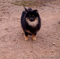 Малый шпиц черно-подпалого окраса - Изображение #1, Объявление #1347228