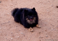 Малый шпиц черно-подпалого окраса - Изображение #6, Объявление #1347228