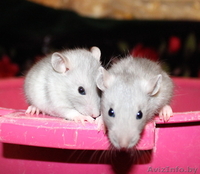 Крыса, крысята, крысята - Изображение #1, Объявление #1345175