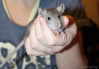 Крыса, крысята, крысята - Изображение #2, Объявление #1345175