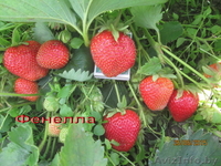 Саженцы  клубники  г.Витебск -  Беларусь - Изображение #5, Объявление #1024261