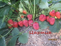 Саженцы  клубники  г.Витебск -  Беларусь - Изображение #4, Объявление #1024261