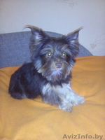 Срочно продам очень красивого мальчика биро йоркширского терьера - Изображение #2, Объявление #1366033