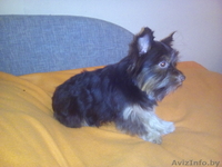 Срочно продам очень красивого мальчика биро йоркширского терьера - Изображение #3, Объявление #1366033