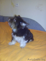 Срочно продам очень красивого мальчика биро йоркширского терьера - Изображение #4, Объявление #1366033