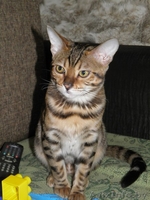 Приобретите себе домашнего леопарда  - Изображение #1, Объявление #1392468