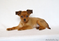 щенок русского тоя длинношерстного - Изображение #2, Объявление #1468545