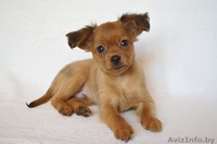 щенок русского тоя длинношерстного - Изображение #1, Объявление #1468545