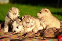 щенки хаски милые высокопородистые - Изображение #3, Объявление #1488926