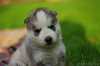 щенки хаски милые высокопородистые - Изображение #4, Объявление #1488926