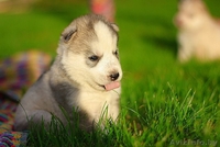 щенки хаски милые высокопородистые - Изображение #5, Объявление #1488926