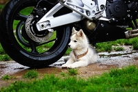 хаски всех окрасов в Витебске - Изображение #1, Объявление #1488928