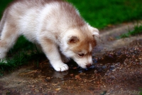 хаски всех окрасов в Витебске - Изображение #2, Объявление #1488928