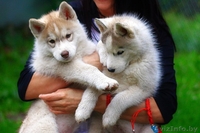 хаски всех окрасов в Витебске - Изображение #3, Объявление #1488928