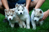 хаски всех окрасов в Витебске - Изображение #4, Объявление #1488928