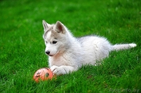 хаски всех окрасов в Витебске - Изображение #6, Объявление #1488928