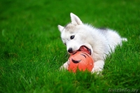 хаски всех окрасов в Витебске - Изображение #11, Объявление #1488928