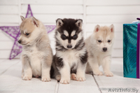 голубоглазые хаски от питомника LEKDEIRI - Изображение #2, Объявление #1488932
