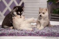 голубоглазые хаски от питомника LEKDEIRI - Изображение #4, Объявление #1488932