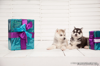 голубоглазые хаски от питомника LEKDEIRI - Изображение #5, Объявление #1488932