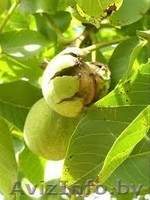 саженцы современных сортов груши, яблони, грецкого ореха - Изображение #2, Объявление #1246931