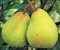 саженцы современных сортов груши, яблони, грецкого ореха - Изображение #1, Объявление #1246931