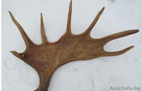Дорого куплю рога лося, оленя, сайгака.Звоните - Изображение #2, Объявление #1589711