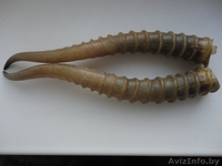 Дорого куплю рога лося, оленя, сайгака.Звоните - Изображение #3, Объявление #1589711