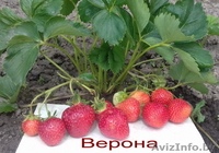 Саженцы  клубники  г.Витебск -  Беларусь - Изображение #8, Объявление #1024261