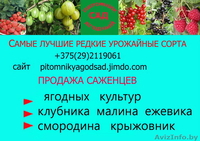 Саженцы  клубники  г.Витебск -  Беларусь - Изображение #6, Объявление #1024261