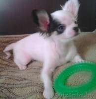 чихуахуа щенок девочка - Изображение #2, Объявление #1618898