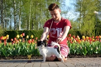 вязка чихуахуа - Изображение #2, Объявление #1618899