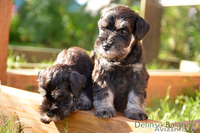 Элитные щенки цвергшнауцера, черного с серебром окраса - Изображение #1, Объявление #1633182