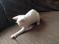 Продаем Котят Меконгский Бобтейл - Изображение #1, Объявление #1637895