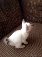 Продаем Котят Меконгский Бобтейл - Изображение #2, Объявление #1637895