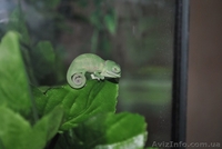 Продажа пресмыкающихся. - Изображение #2, Объявление #244498