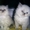 подарок к 8-му марта-белые котята персидские  #11087