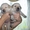 Лабрадора ретривера щенки - Изображение #1, Объявление #71040