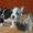 Красивые и классные щенки французского бульдога - Изображение #2, Объявление #133286